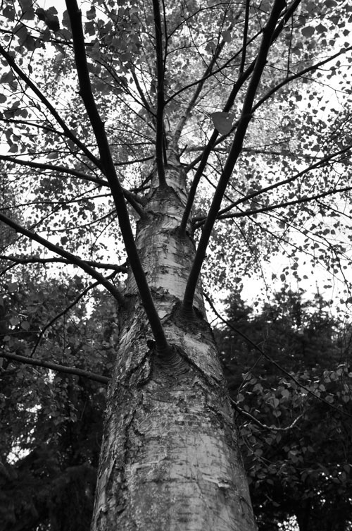 DSC 0927