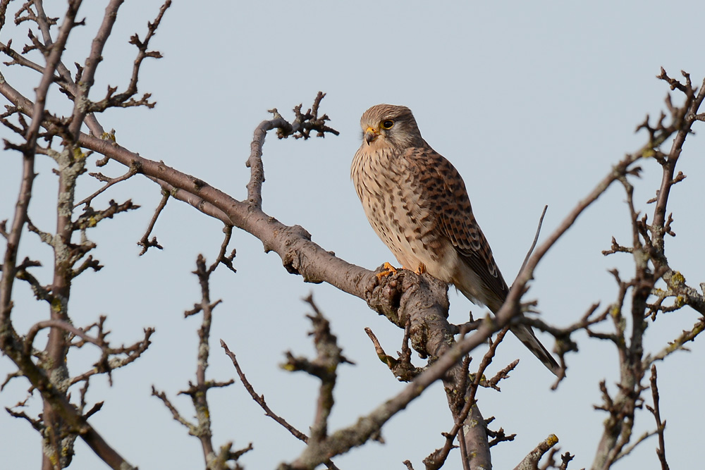 DSC 0989 Turmfalke Rotensol 1000