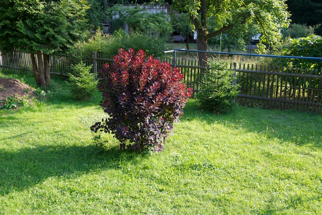 DSC 1000