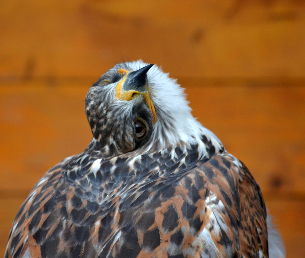 DSC 1004Hallo v

Der Bussard hatte seinen spassigen Tag