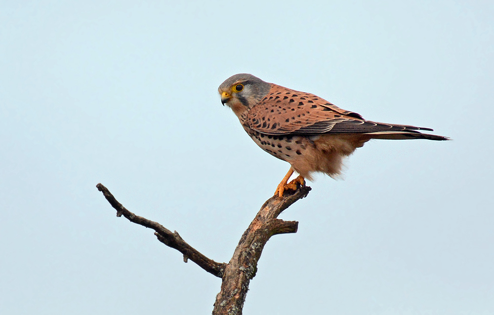 DSC 1026 Turmfalke Nöttingen 2 1000