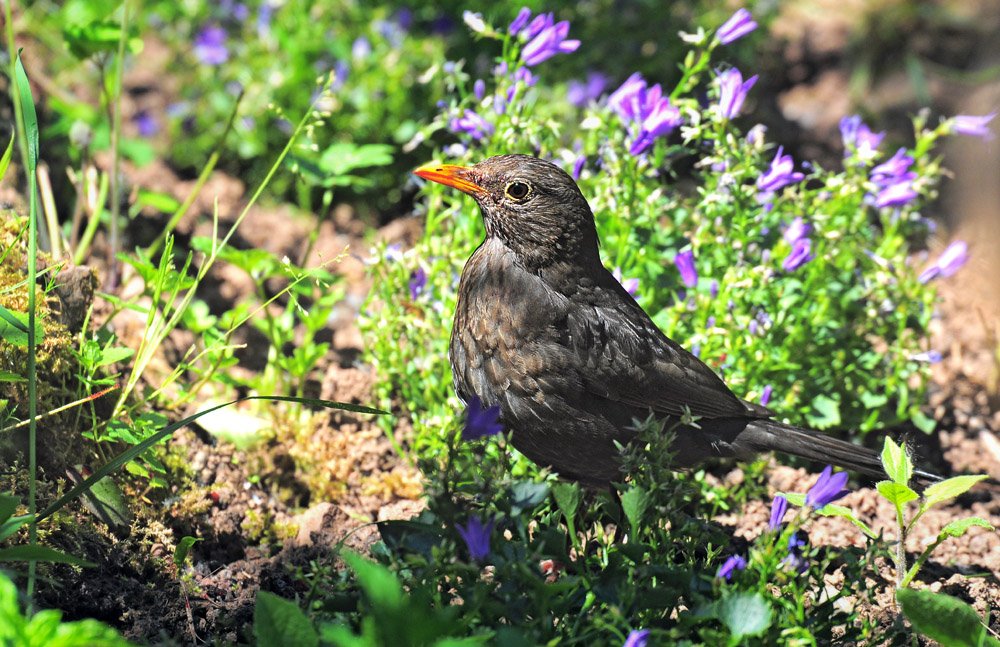 DSC 1036 Amsel Gartenblumen 2 1000