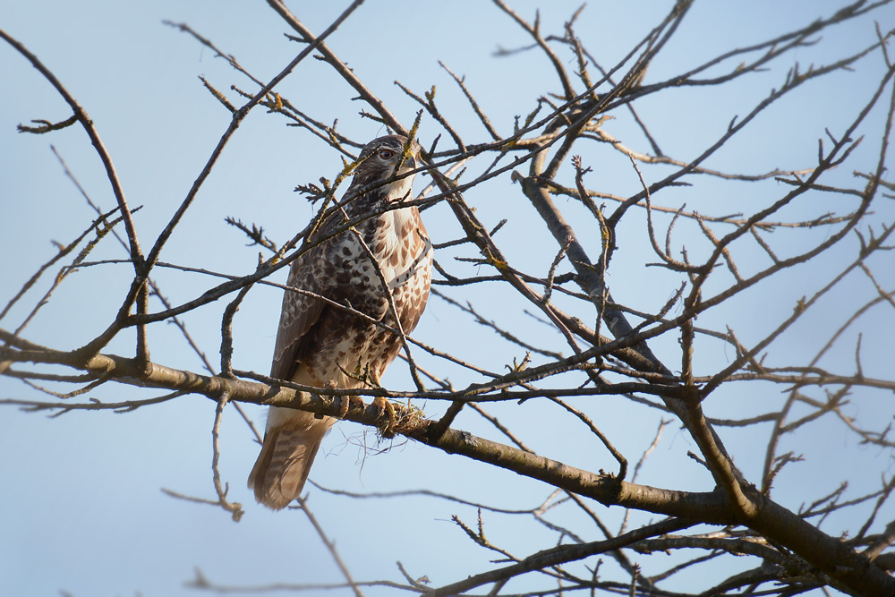 DSC 1046 Bussard Nöttingen 1000
