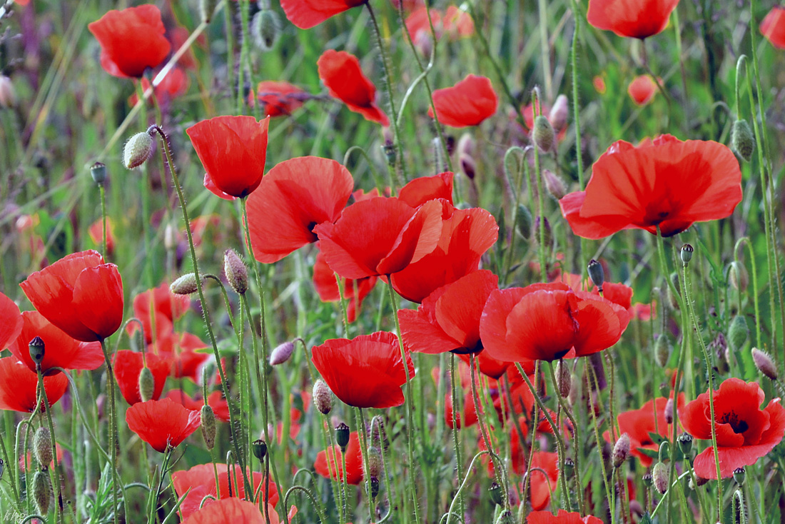 DSC 1076 Mohn
