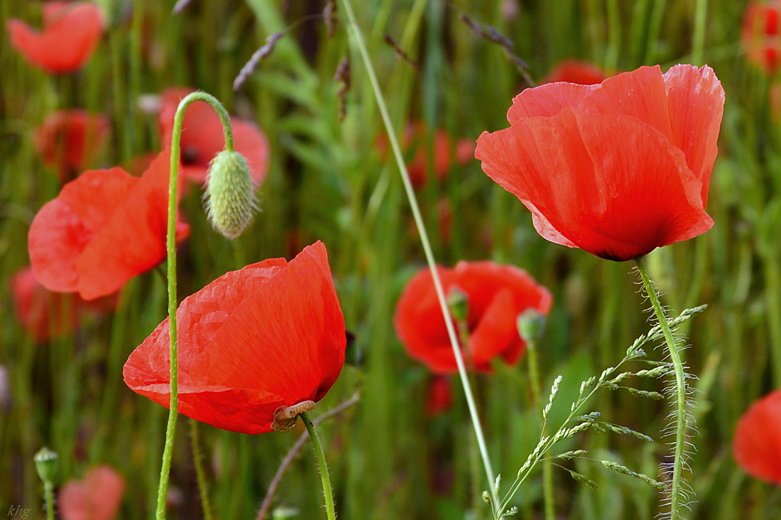 DSC 1102 Mohn