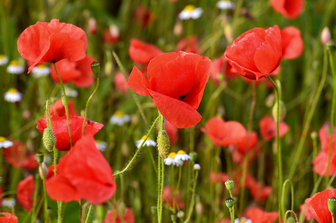 DSC 1105 Mohn