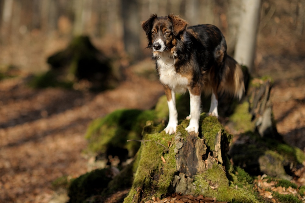 DSC 1107a