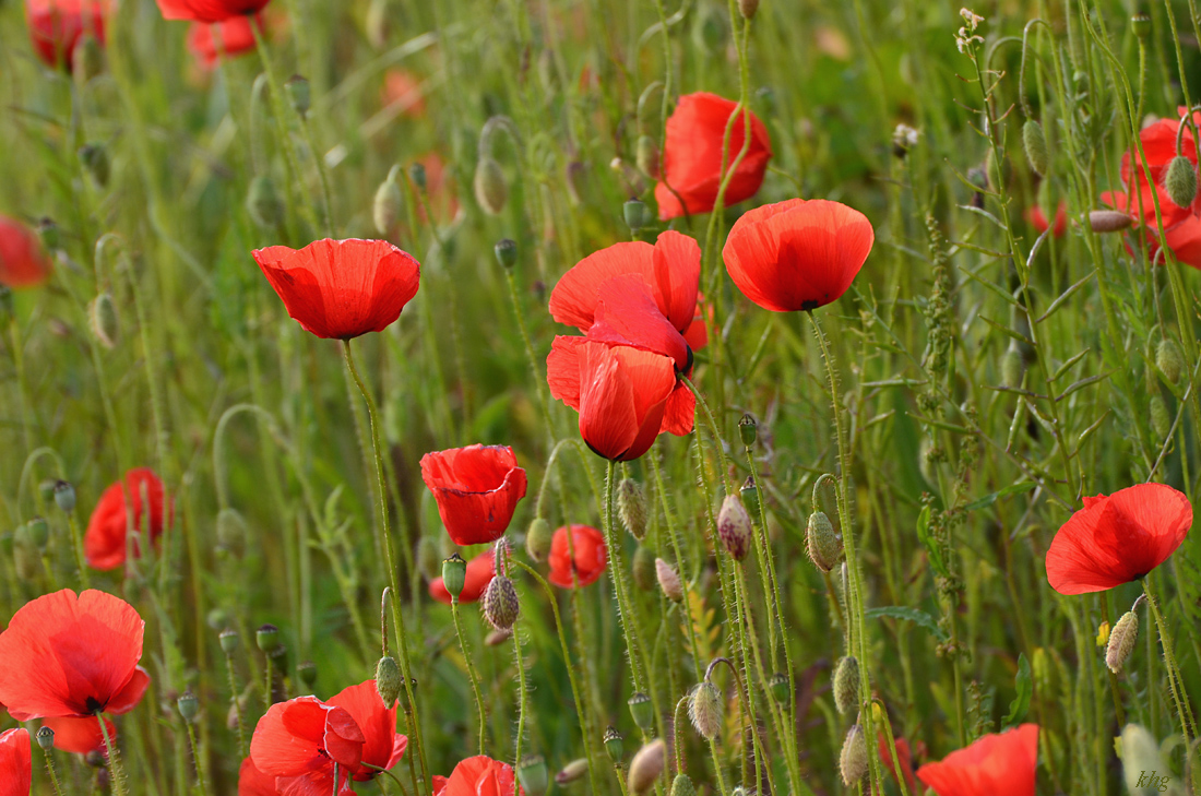 DSC 1117 Mohn