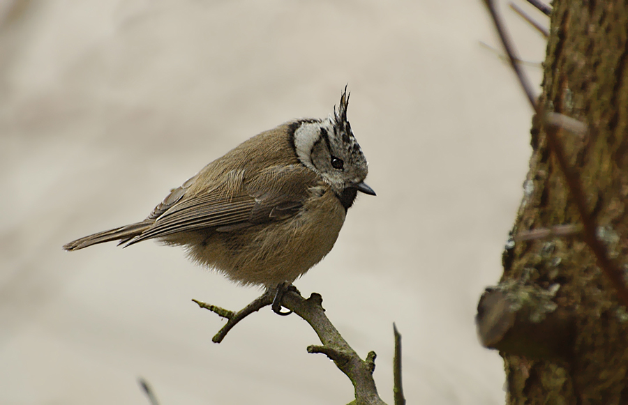 DSC 1159 b1 900 v