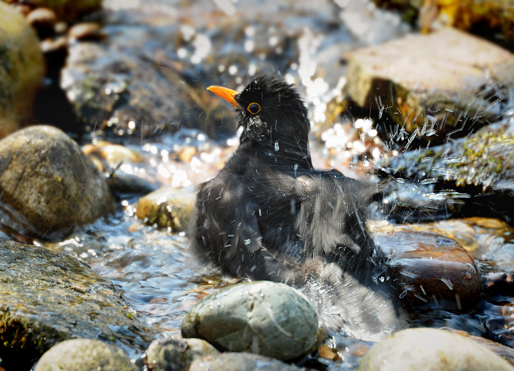 DSC 1171 Amsel badet 1000