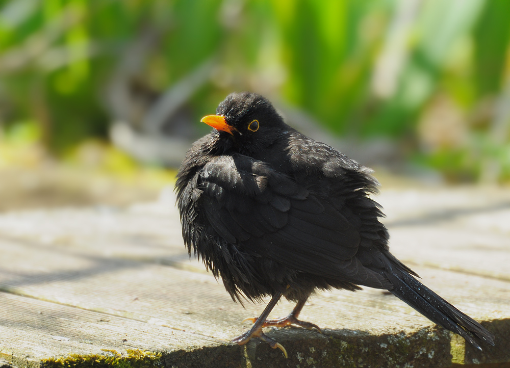 DSC 1175 Amsel nach Bad 1000