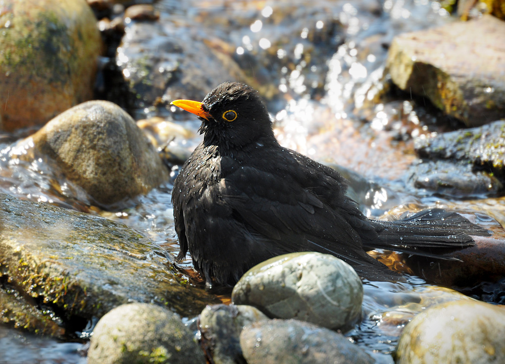 DSC 1176 Amsel badet 1000