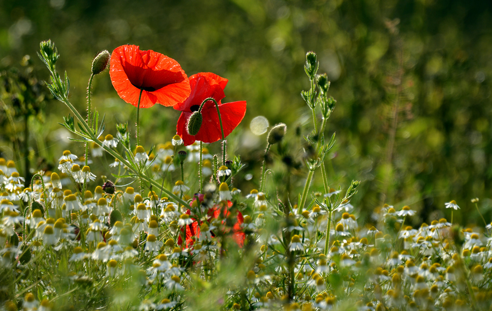 DSC 1178 Mohn Kamille 1000