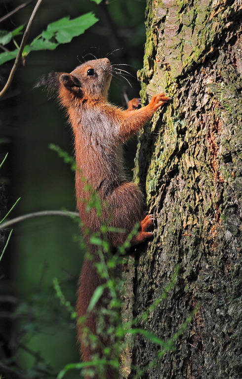 DSC 1185 Eichhörnchen 1000