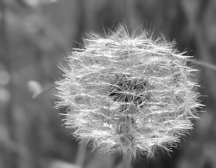 DSC 1228sw 900x701