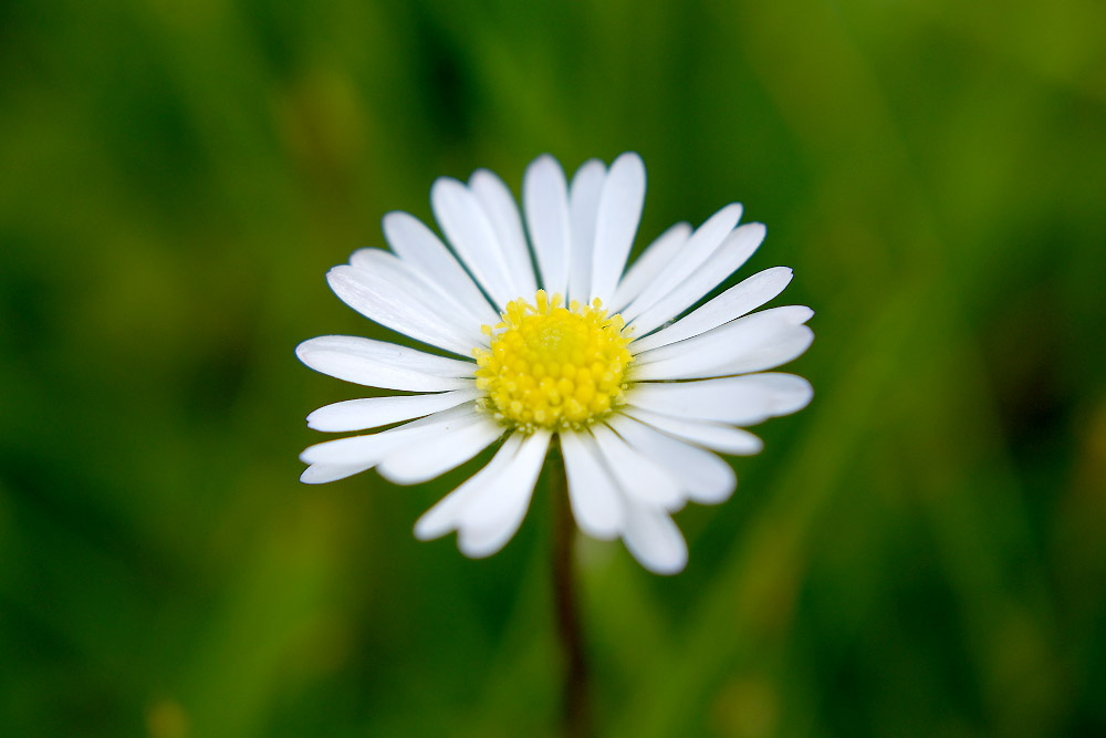 DSC 1245