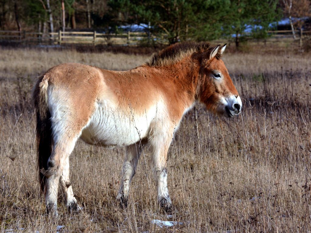 DSC 1250