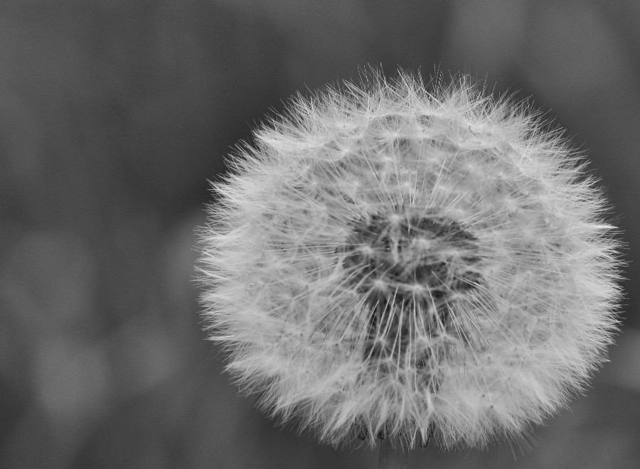 DSC 1290 900x660