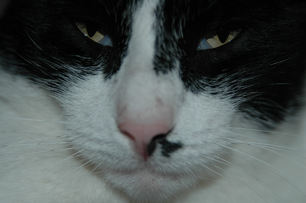 DSC 1329 
Stinki, Besucherkater von gegenüber