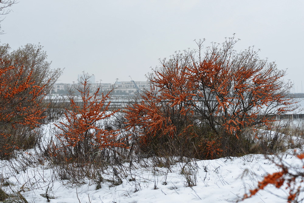 DSC 1346 16 12 12