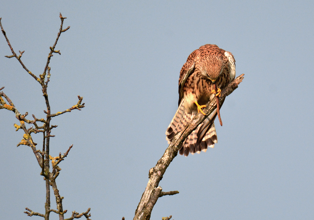 DSC 1381 Falke w Regenwurm 1000