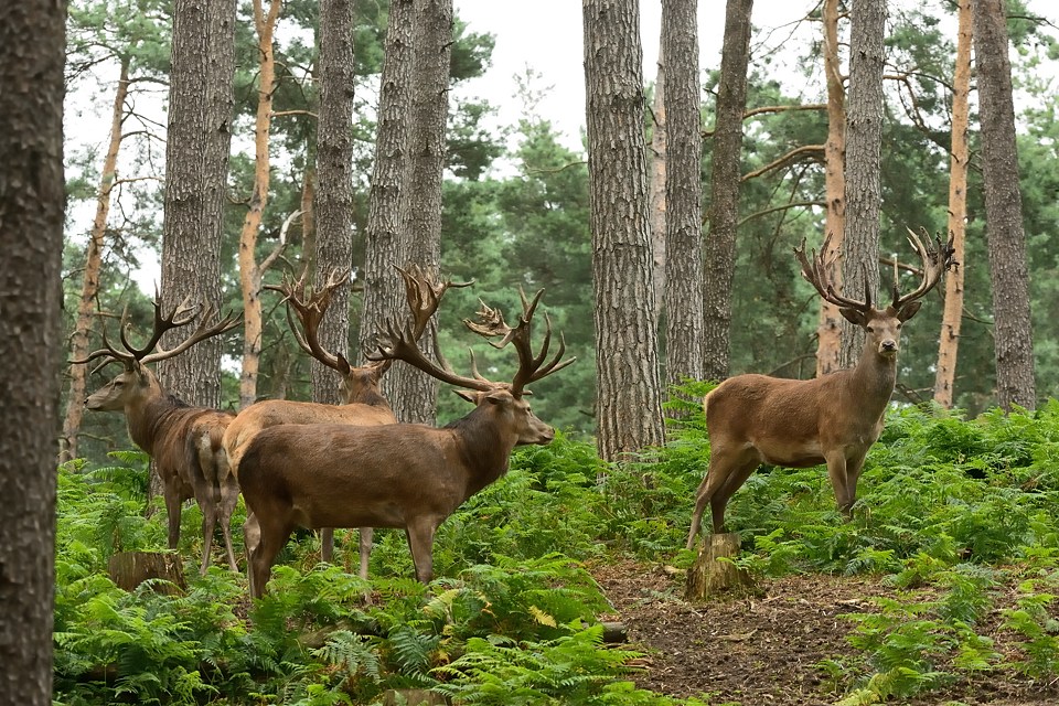 DSC 1389 NF-F
 Naturwildpark Granat
 11. August 2012