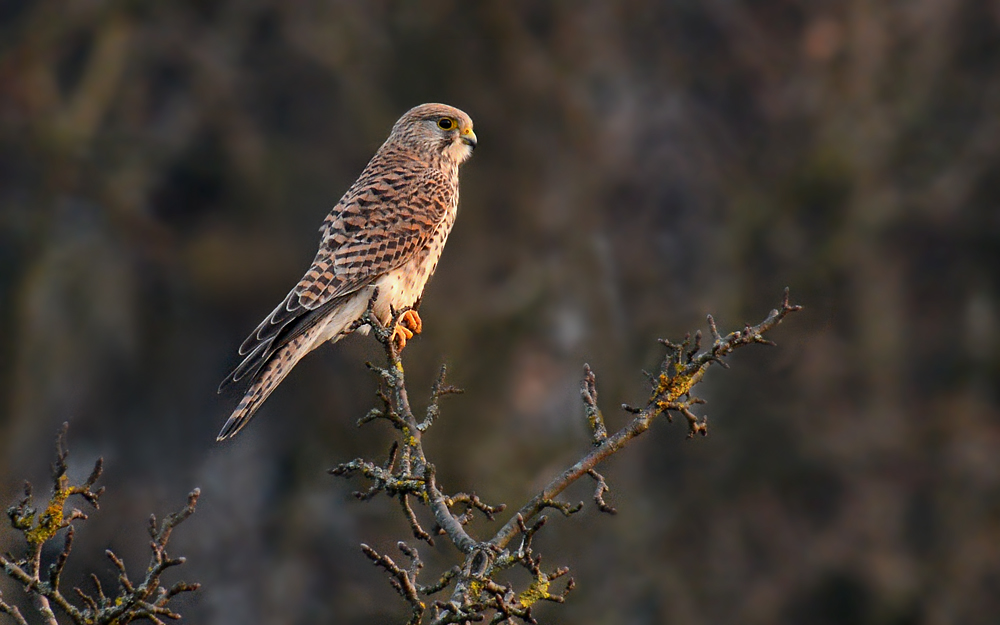 DSC 1417 Turmfalke 1000