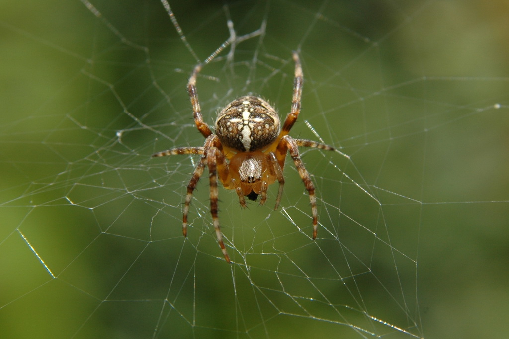 DSC 1426 
Unschwer am vielfach geflickten Netz + der wohlgenährten Bewohnerin zu erkennen : Diät - nein Danke.  
D 70s + AF Nikkor 28-105 mm 3.5-4.5 D