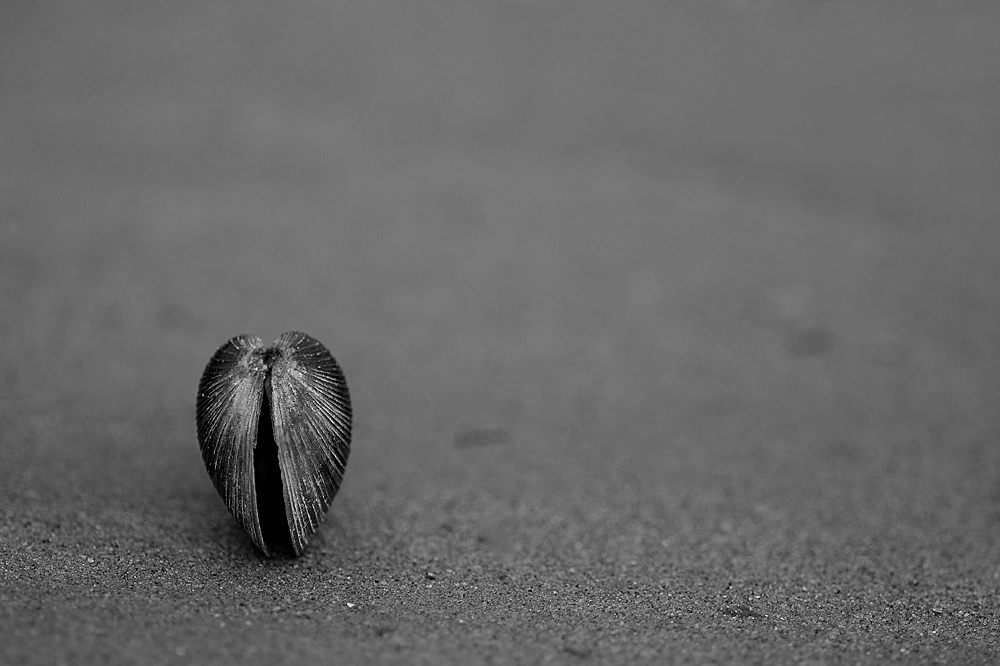 DSC 1443sw