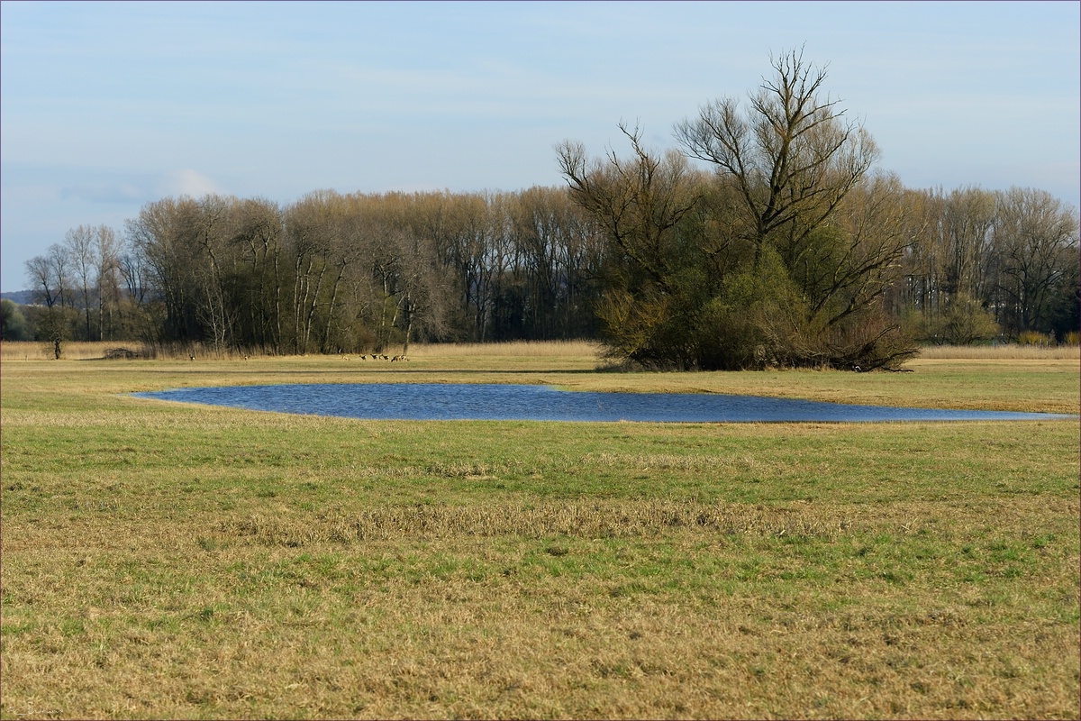 DSC 14600   Ried