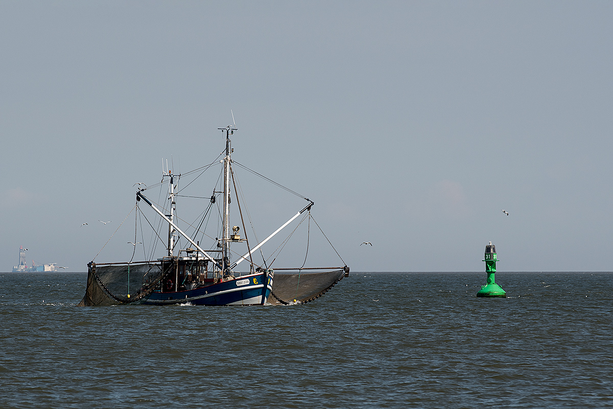 DSC 1464 f