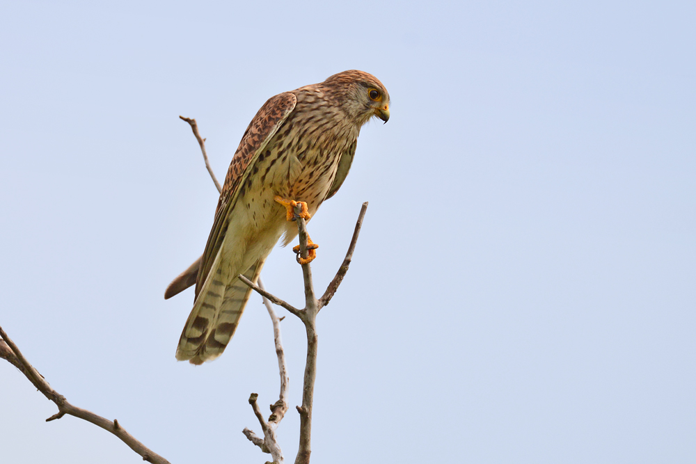 DSC 1549 Falke w 1000