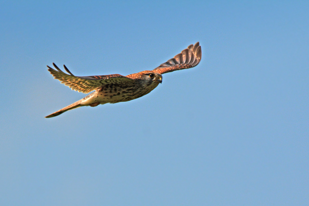 DSC 1566 Falke 1000