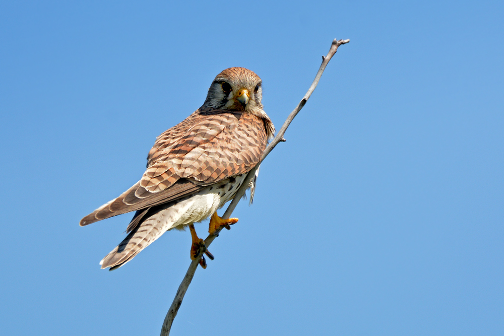 DSC 1615 Falke w 1000