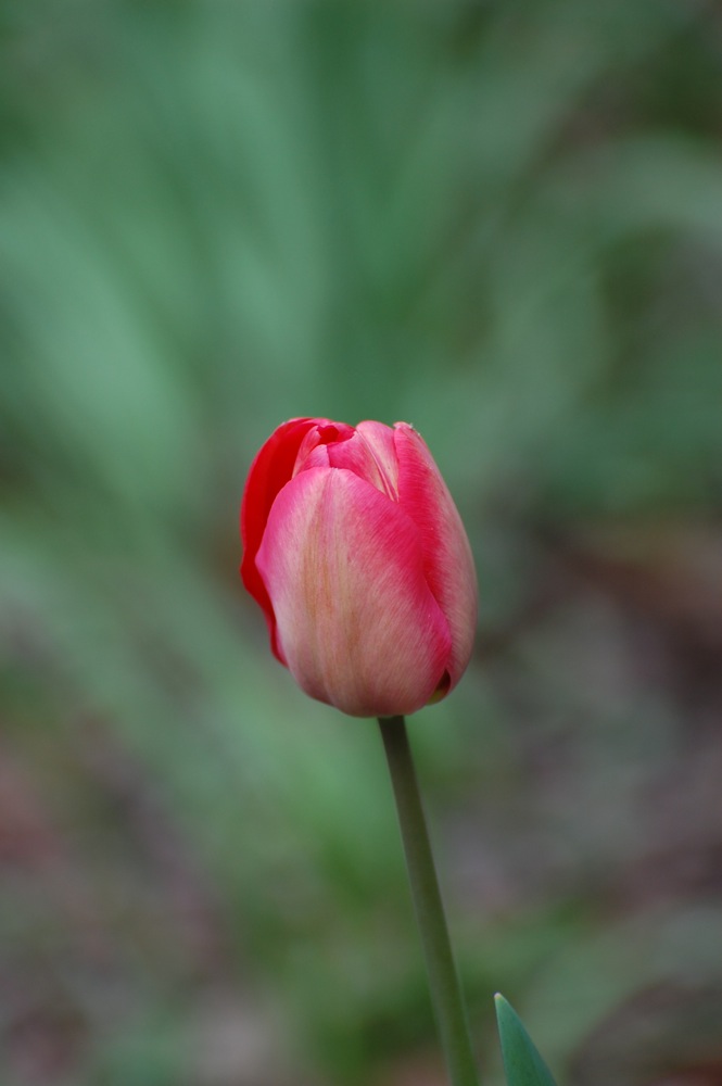 DSC 1666