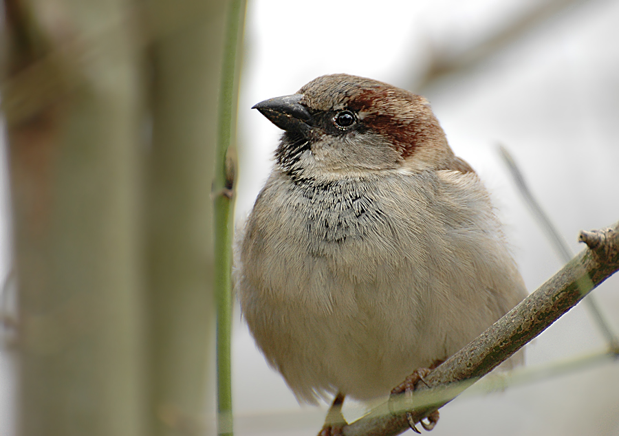 DSC 1669 Spatz 900
