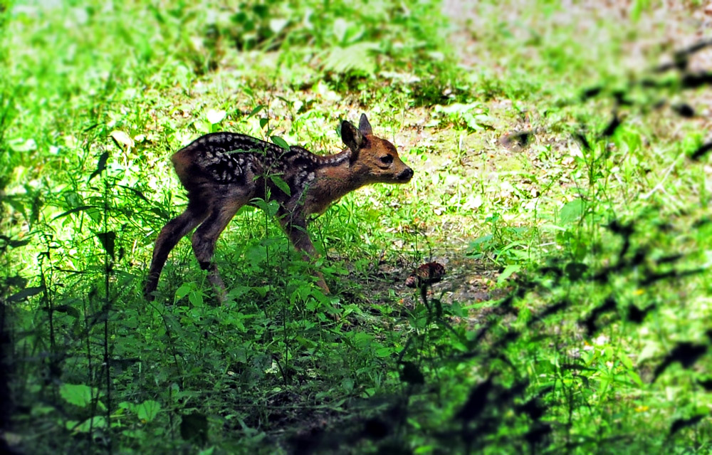 DSC 1680 Bambi 1000