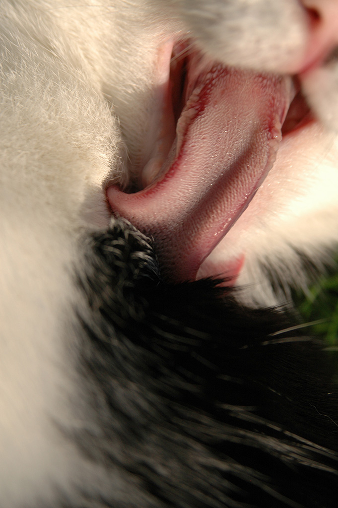 DSC 1681 
Katzenzunge 
Ausgiebige Wäsche auf Chefsessel in Abendsonne. 
Ganz schön lang, der Schlecker. 
Schnappschuss