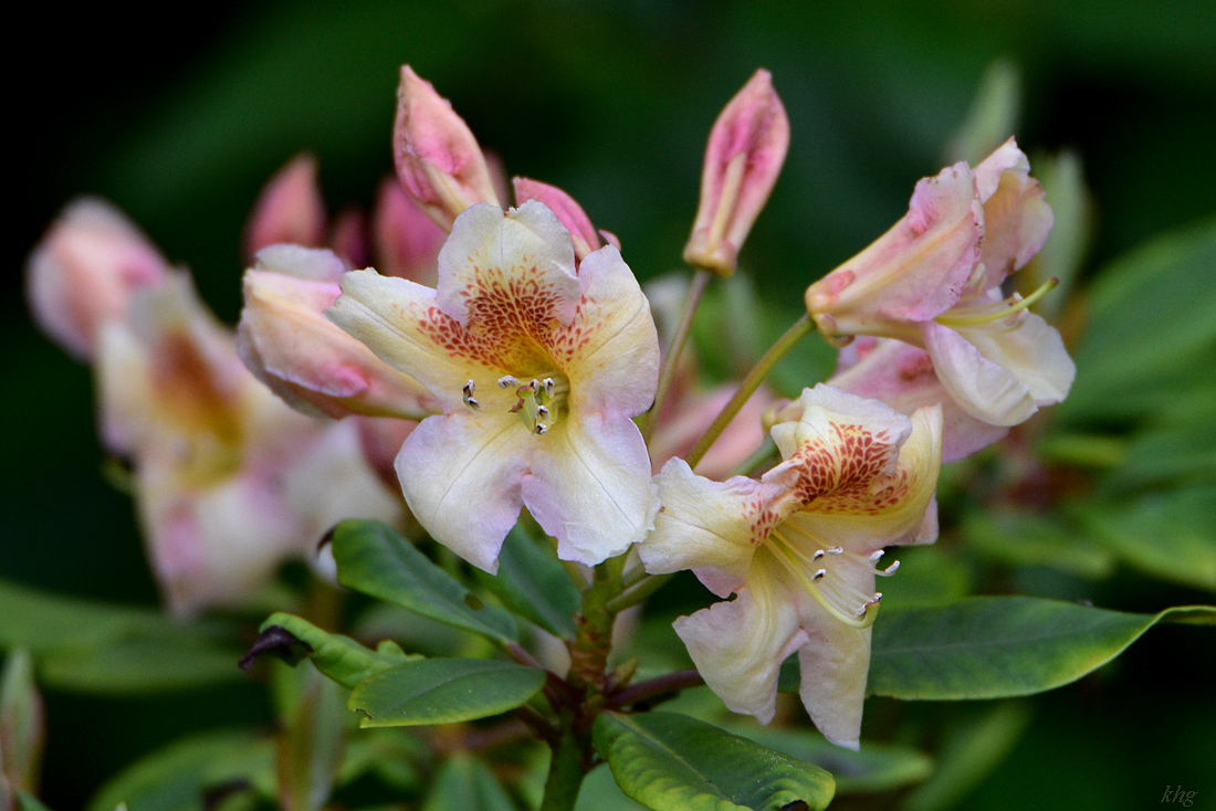 DSC 1710 Rhododendron