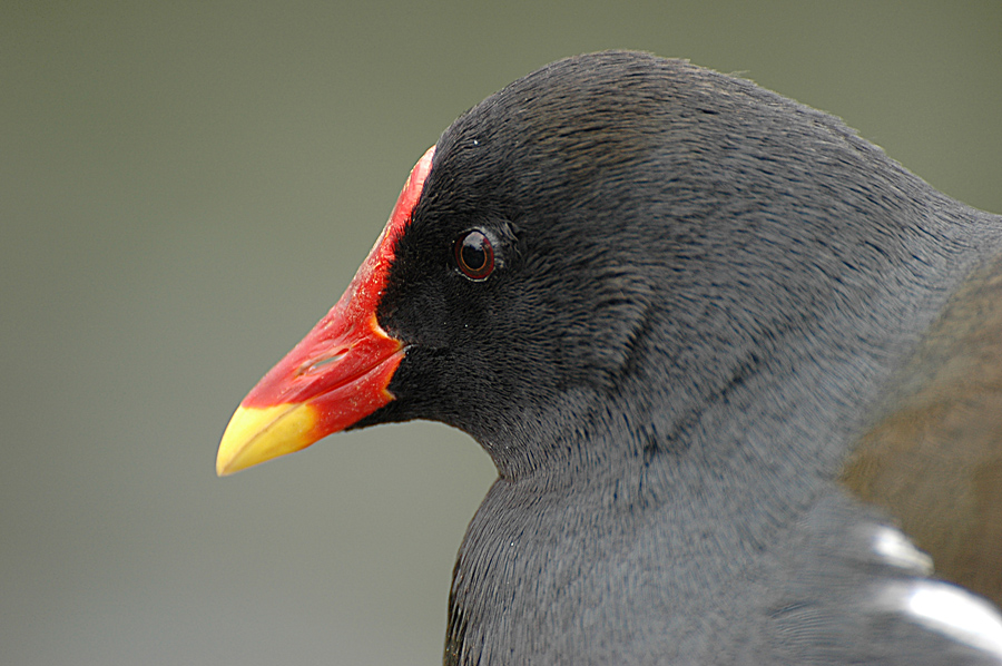 DSC 1727 huhn