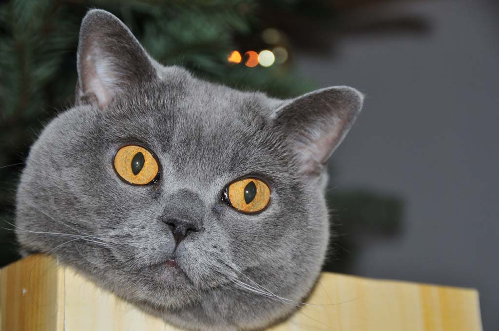 DSC 1739 1