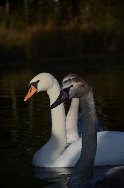 DSC 1753