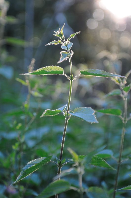DSC 1758 800