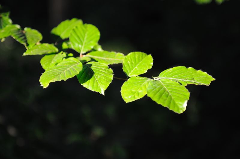 DSC 1764 800