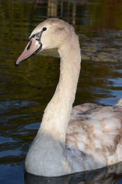 DSC 1764