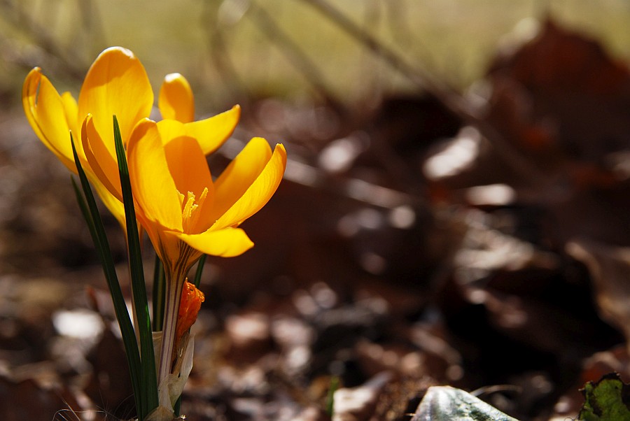 DSC 1771