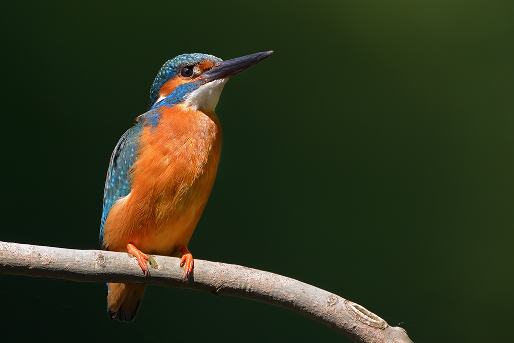 DSC 1789test