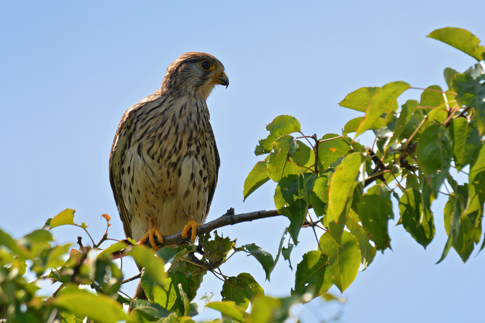 DSC 1810 Falke w 1000