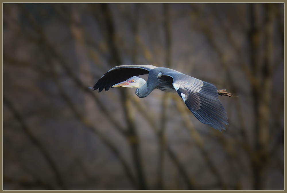 DSC 1927 Reiher 1000 R