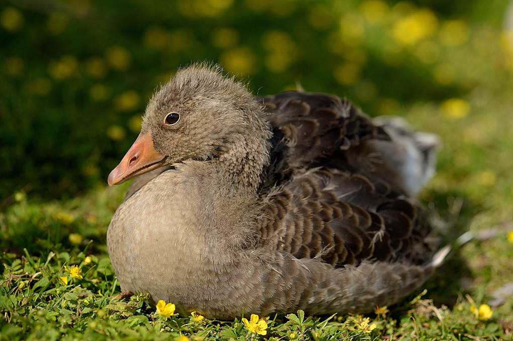 DSC 1944web